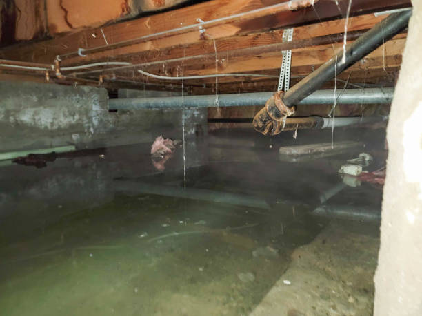 Best Flood restoration services  in Blue Ridge, VA